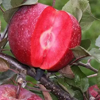 Яблоня РЕД КЕТТИ в Самохваловичи