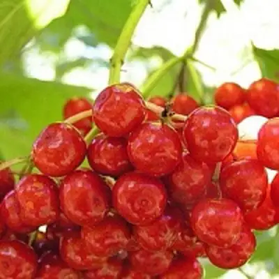 Калина КИЕВСКАЯ САДОВАЯ в Самохваловичи