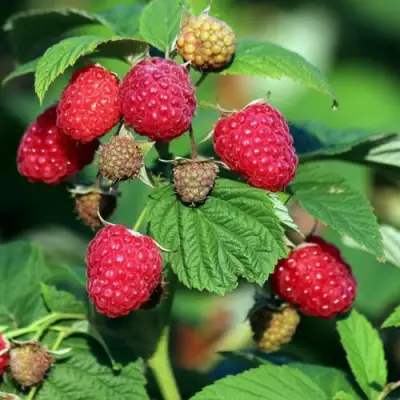 Малиновое дерево СКАЗКА в Самохваловичи