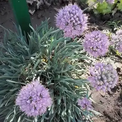 Лук СПИРАЛИС горный в Самохваловичи