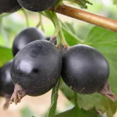 ЙОШТА в Самохваловичи