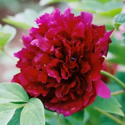 Пион ГАЛАКТИКА травянистый в Самохваловичи