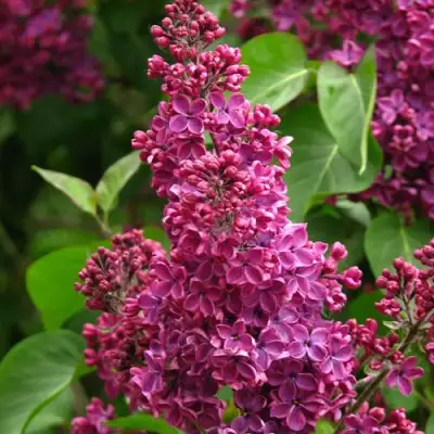 Сирень ЗНАМЯ ЛЕНИНА в Самохваловичи