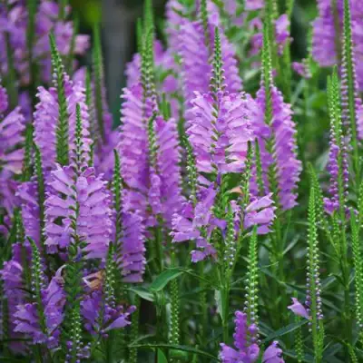 Физостегия РОЗЕЯ виргинская в Самохваловичи