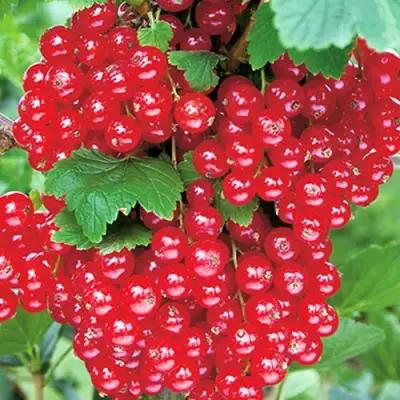 Смородина красная РУДНЕУС в Самохваловичи