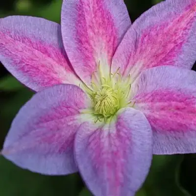 Клематис ЧЕЙНДЖ ОФ ХАРТ в Самохваловичи