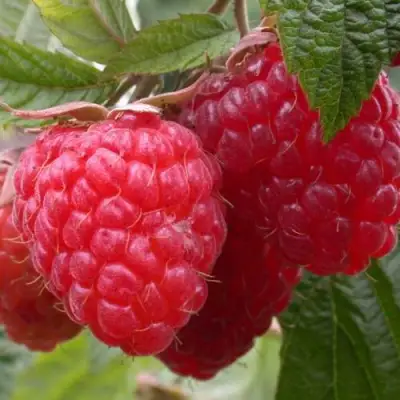 Малина ПИНГВИН в Самохваловичи