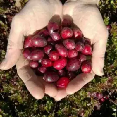 Клюква ХАБЕЛЬМАН в Самохваловичи