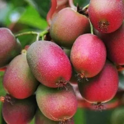 Актинидия ВЕЙКИ аргута в Самохваловичи