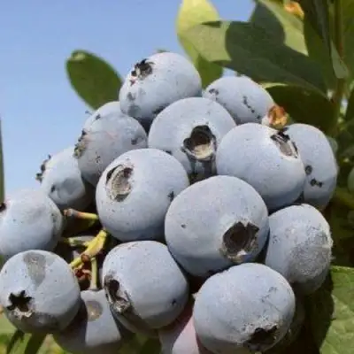 Голубика ЦУКЕР ТРАУБЕ в Самохваловичи