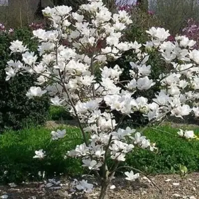 Магнолия АЛЬБА СУПЕРБА в Самохваловичи