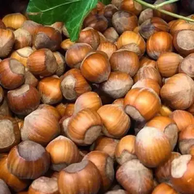 Фундук ТОНДА ДЖИФФОНИ в Самохваловичи