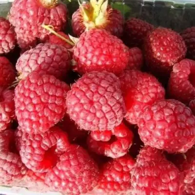 Малина ПОЛЕСЬЕ в Самохваловичи