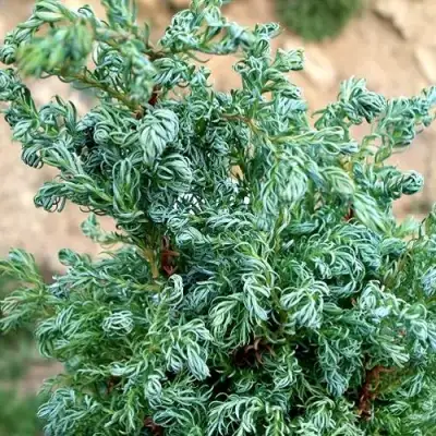 Кипарисовик БЕБИ БЛЮ горохоплодный в Самохваловичи