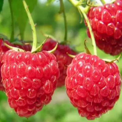 Малина ПИНГВИН в Самохваловичи