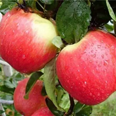 Яблоня ЖЕНЕВА (ЖЕНЕВА ЭРЛИ) в Самохваловичи