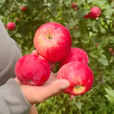 Яблоня АКСЕНА в Самохваловичи