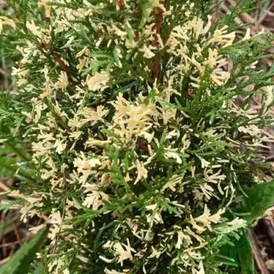 Туя БРАБАНТ ВАРИЕГАТТА западная в Самохваловичи