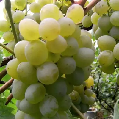 Виноград ТАЛИСМАН в Самохваловичи
