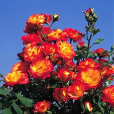 Роза ТАЙФУН спрей в Самохваловичи