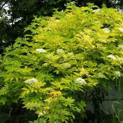 Бузина черная АУРЕА в Самохваловичи