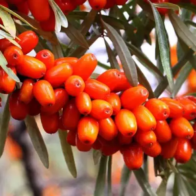 Облепиха ДЖЕМОВАЯ в Самохваловичи