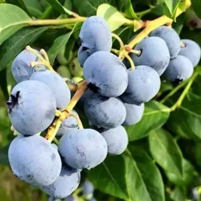 Голубика БЛЮДЖЕЙ в Самохваловичи