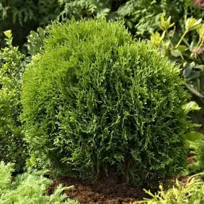 Туя ТИНИ ТИМ западная в Самохваловичи