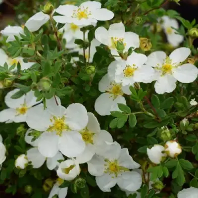 Лапчатка АББОТСВУД кустарниковая в Самохваловичи