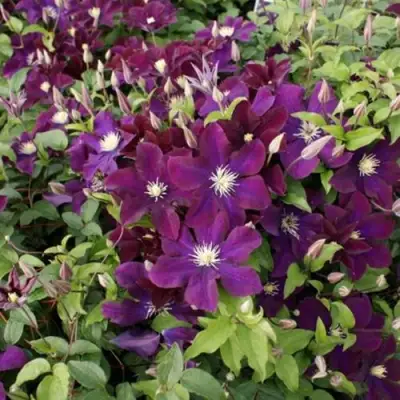 Клематис ГЕРОИ ВАРШАВЫ в Самохваловичи