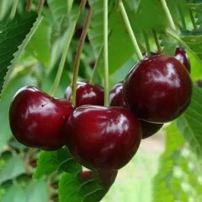 Вишня ЖАДАНА в Самохваловичи