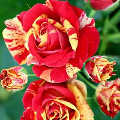 Роза ФАЙЕР ФЛЕШ спрей в Самохваловичи