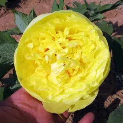 Пион ЗОЛОТО ПОДНЕБЕСНОЙ древовидный в Самохваловичи