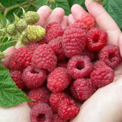 Малина МОЛЛИНГ ДЖУНО в Самохваловичи