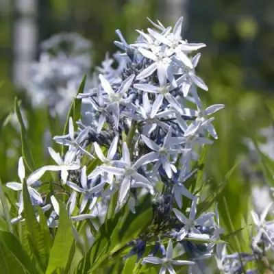 Амсония ТАБЕРНЕМОНТАНА в Самохваловичи