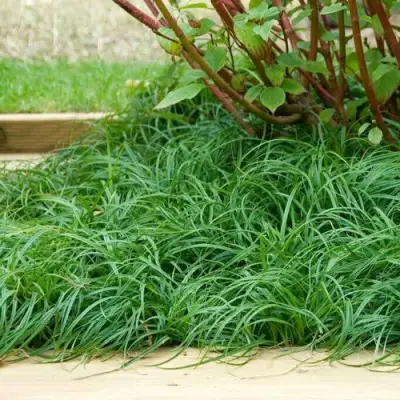 Осока БИТЛЗ в Самохваловичи