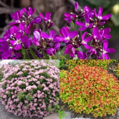 Комплект ЯПОНСКИЙ САД в Самохваловичи