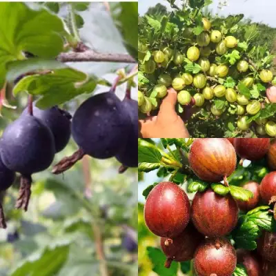 Комплект КРЫЖОВНИК MIX в Самохваловичи