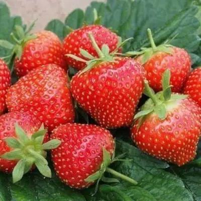 Клубника ЭЛЬСАНТА в Самохваловичи