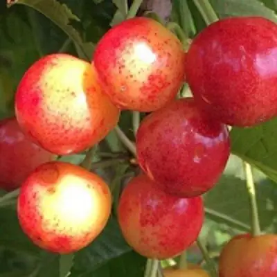 Черешня СОПЕРНИЦА в Самохваловичи