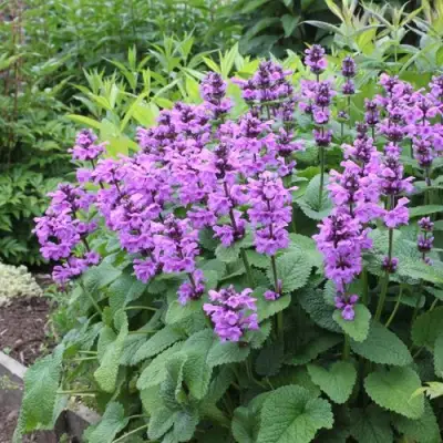 Буквица крупноцветковая в Самохваловичи