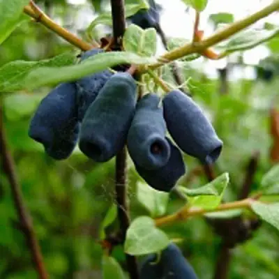 Жимолость съедобная ВОЛХОВА в Самохваловичи