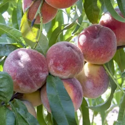 Персик ЗАРМЕНЮ в Самохваловичи