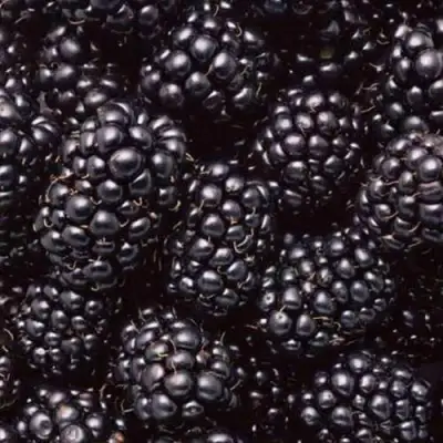 Ежевика ОРКАН бесшипная  в Самохваловичи