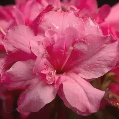 Азалия РОКОКО японская в Самохваловичи