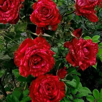Роза РЕД ИНТУИШН чайно-гибридная в Самохваловичи