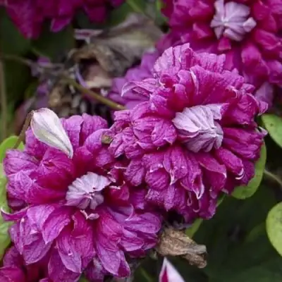 Клематис ПУРПУРЕА ПЛЕНА ЭЛЕГАНС в Самохваловичи