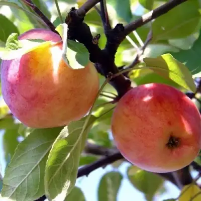 Яблоня АБРИКОСОВАЯ в Самохваловичи