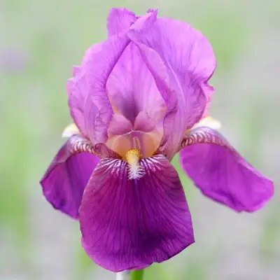 Ирис ИМПЕРАТОР бородатый в Самохваловичи