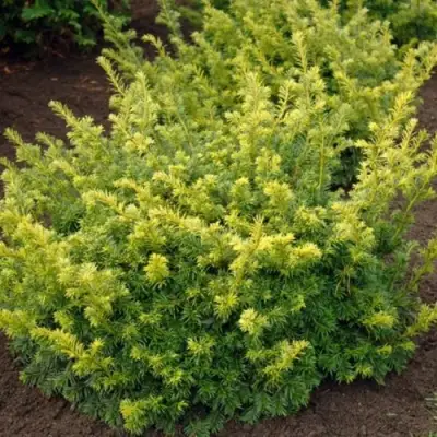 Тис ЭЛЕГАНТИССИМА ягодный в Самохваловичи